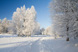 Winter park in snow Winter park in snow
