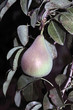 Pera verde