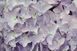 Purple Hydrangea background