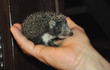 Hedgehog