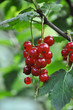 Redcurrant