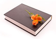 Hard cover book with flower isolated on white