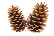 pine cones