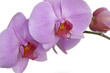 orchid orchid
