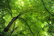 alberi 1047