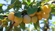 Branche de prunier Branche de prunier