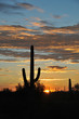 Photo: Cactus vertical Cactus vertical