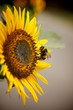 Biene sammelt Blütenstaub Sonnenblume
