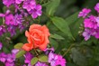 Rosenblüte
