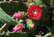 Prickly pear - opuntia ficus-indica