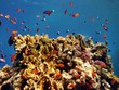 Rotes Meer
