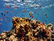 Rotes Meer