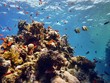 Red Sea