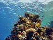 Red Sea