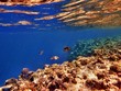 Red Sea