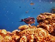 Red Sea