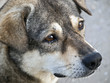 This is a dog thailand , white brown black , This is a dog thailand , white brown black ,