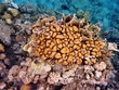 Coral Reef