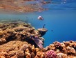 Coral Reef