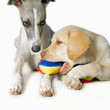 Hundekinder Hundekinder