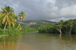 Mangrove guadeloupe