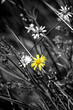 Single Yellow Flower