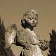 angel angel