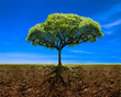 Roots of the tree