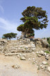 Cèdre et vieil escalier sur le site archéologique de Byblos Cèdre et vieil escalier sur le site archéologique de Byblos