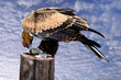 Brown Falcon