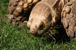 tortue tortue