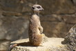 animal des prairies animal des prairies