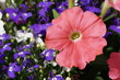 pink petunia flower and lobelia