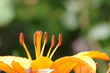 orange lily