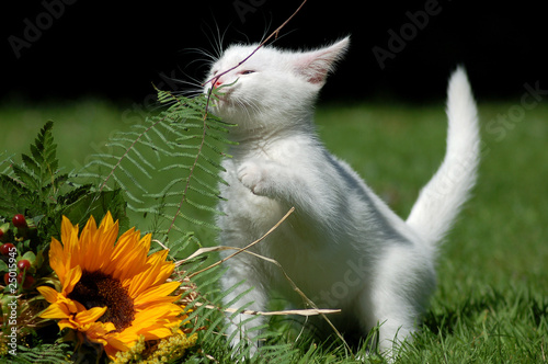 Photo: Katze mit Sonnenblume Katze mit Sonnenblume