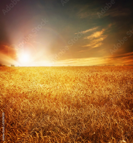 Photo: Golden Wheat field and Sunset Golden Wheat field and Sunset