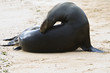 galapagos 01