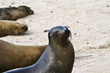 petit lion de mer