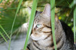 chat sauvage