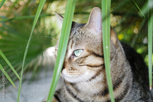 Photo: chat sauvage chat sauvage