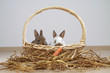 2 junge Kaninchen