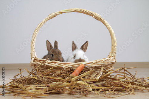 Foto: 2 junge Kaninchen 2 junge Kaninchen