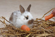 Junges Kaninchen