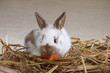 Junges Kaninchen