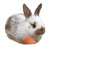 Junges Kaninchen