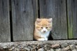 Kitten