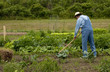 weeding the garden