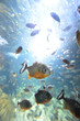 piranha in their habitat