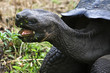 tortue mangeant