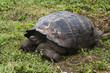 tortue